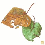 Autumn Leaves 1