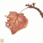 Autumn Leaves 10