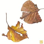 Autumn Leaves 11