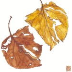 Autumn Leaves 12