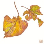 Autumn Leaves 4