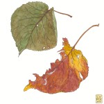 Autumn Leaves 5