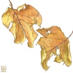 Autumn Leaves 6