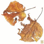 Autumn Leaves 9