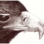 Eagle Profile